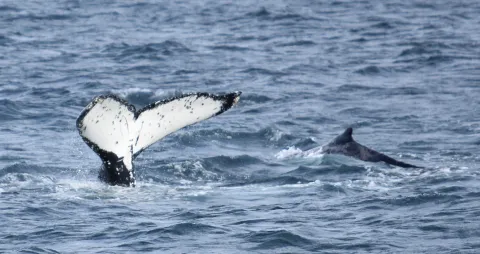 Whales