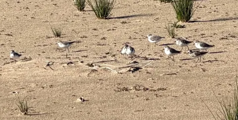 Plovers